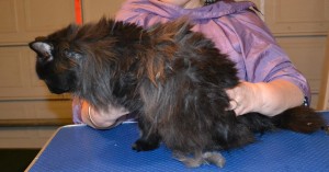 Sherry is a Norwegian Forest Cat. She had her matted fur shaved off, nails clipped, ears cleaned and a wash n blow dry. — at Kylies Cat Grooming Services.