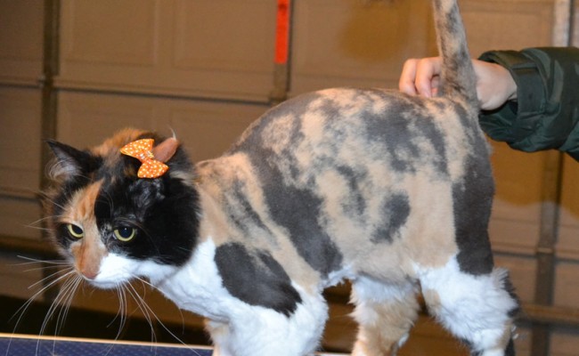 Baby is a Medium Hair Calico. She had her fur shaved down, ears cleaned and nails clipped. — at Kylies Cat Grooming Services.