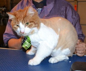 Gismo is a Medium hair Ginger. He had his hair shaved down, nails clipped and ears cleaned. — at Kylies Cat Grooming Services.