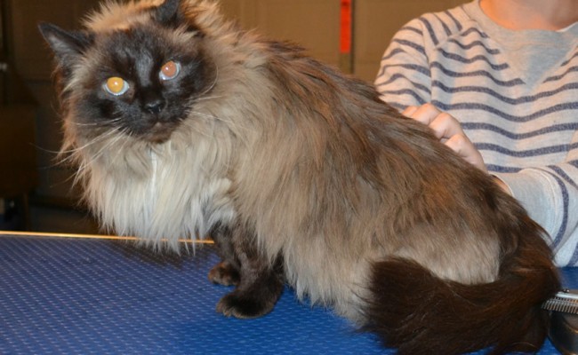 Milly is a Ragdoll. She had her matted fur shaved off, nails clipped and ears cleaned. — at Kylies Cat Grooming Services.
