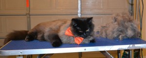 Machino the 3 month old Mainecoon x Ragdoll. He had his fur raked, bum shaved, nails clipped and ears cleaned — at Kylies Cat Grooming Services.