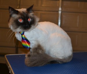 Wags is a Ragdoll. he had his nails clipped, fur shaved down and ears cleaned. — at Kylies Cat Grooming Services.