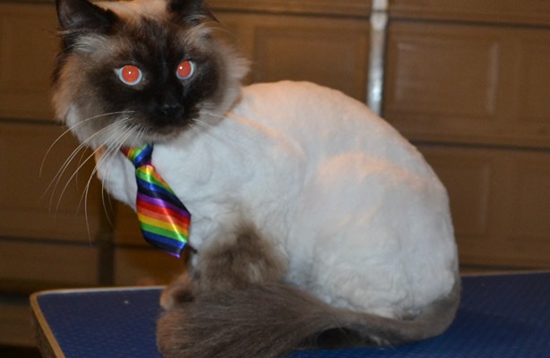Wags is a Ragdoll. he had his nails clipped, fur shaved down and ears cleaned. — at Kylies Cat Grooming Services.