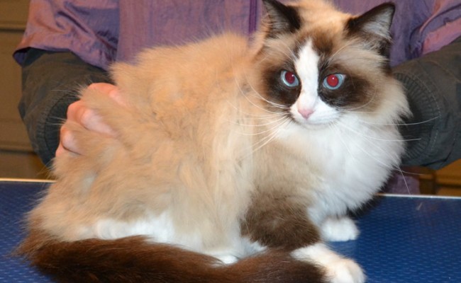 Pepper is a Ragdoll. She had her fur shaved down, nails clipped and ears cleaned. — at Kylies Cat Grooming Services.