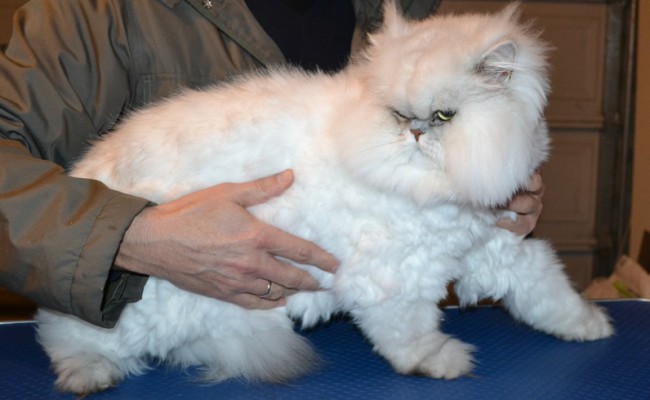 Lucky the Persian Chinchilla. He had his fur shaved off, nails clipped, ears and eyes cleaned. — at Kylies Cat Grooming Services.