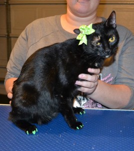 Mystic is a Short hair Domestic. She had her nails clipped and a full set of Green Softpaw nail caps. — at Kylies Cat Grooming Services.