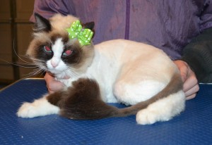 Pepper is a Ragdoll. She had her fur shaved down, nails clipped and ears cleaned. — at Kylies Cat Grooming Services.
