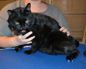 Ashura Short hair Domestic. He had his nails clipped and a full set of Blue Softpaw nail caps. — at Kylies Cat Grooming Services.