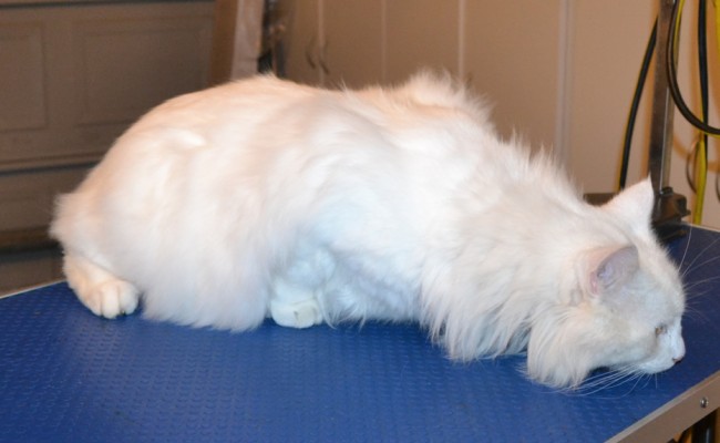 Snowy is a Turkish Angora. He had his fur shaved off, nails clipped and ears cleaned. — at Kylies Cat Grooming Services.