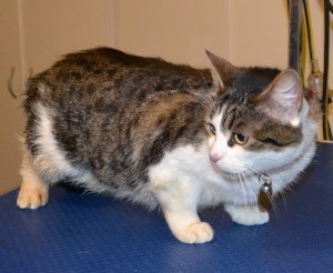 Daisy is a Short hair Tabby. She had her fur shaved down, nails clipped, ears cleaned and a wash n blow dry. — at Kylies Cat Grooming Services