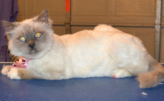 Mr Scruffles is a Burman. He had his fur clipped short, nails clipped, ears cleaned and a full set of Pink Softpaw nail caps. — at Kylies Cat Grooming Services.