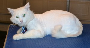 Snowy is a Turkish Angora. He had his fur shaved off, nails clipped and ears cleaned. — at Kylies Cat Grooming Services.