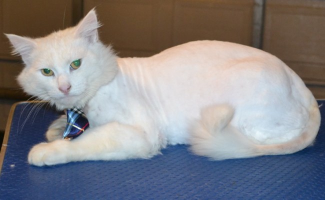 Snowy is a Turkish Angora. He had his fur shaved off, nails clipped and ears cleaned. — at Kylies Cat Grooming Services.