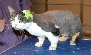 Daisy is a Short hair Tabby. She had her fur shaved down, nails clipped, ears cleaned and a wash n blow dry. — at Kylies Cat Grooming Services