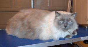 Felix is a Ragdoll. He had his matted shaved off and a full body comb clip, his nails clipped and ears cleaned. — at Kylies Cat Grooming Services.