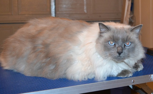 Felix is a Ragdoll. He had his matted shaved off and a full body comb clip, his nails clipped and ears cleaned. — at Kylies Cat Grooming Services.