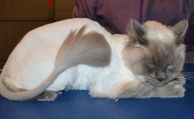 Steve is a Ragdoll. he had his matted fur shaved off, nails clipped, ears cleaned and a full set of Hot Pink nail caps. — at Kylies Cat Grooming Services.