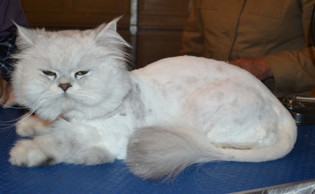 Smokey is a Chinchilla. He had his matted fur shaved off, nails clipped, ears cleaned and a wash n blow dry. — at Kylies Cat Grooming Services.