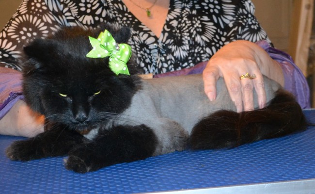 Sherry is a Norwegian Forest Cat. She had her matted fur shaved off, nails clipped, ears cleaned and a wash n blow dry. — at Kylies Cat Grooming Services.
