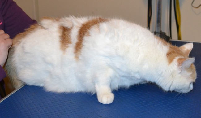 Molly is a Short hair Domestic. She had her matted fur shaved of, nails clipped and ears cleaned. — at Kylies Cat Grooming Services.