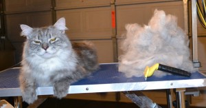 Homer is a Medium Hair Domestic. He had his fur raked, nails clipped ad ears cleaned. — at Kylies Cat Grooming Services.