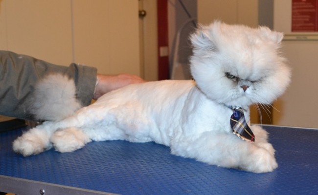 Lucky the Persian Chinchilla. He had his fur shaved off, nails clipped, ears and eyes cleaned. — at Kylies Cat Grooming Services.