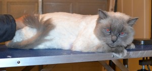 Felix is a Ragdoll. He had his matted shaved off and a full body comb clip, his nails clipped and ears cleaned. — at Kylies Cat Grooming Services.