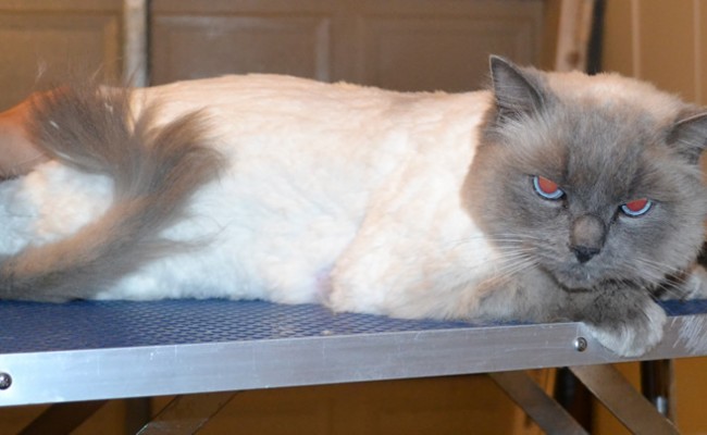 Felix is a Ragdoll. He had his matted shaved off and a full body comb clip, his nails clipped and ears cleaned. — at Kylies Cat Grooming Services.