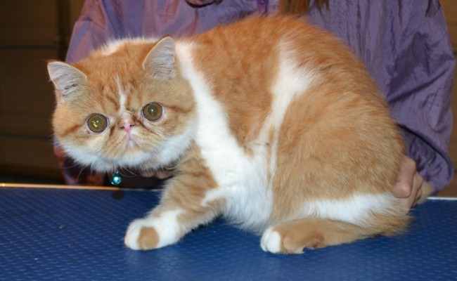 Peanut is a Exotic Short hair. He had his fur shaved off, nails clipped and ears and eyes cleaned. — at Kylies Cat Grooming Services.