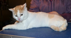 Molly is a Short hair Domestic. She had her matted fur shaved of, nails clipped and ears cleaned. — at Kylies Cat Grooming Services.