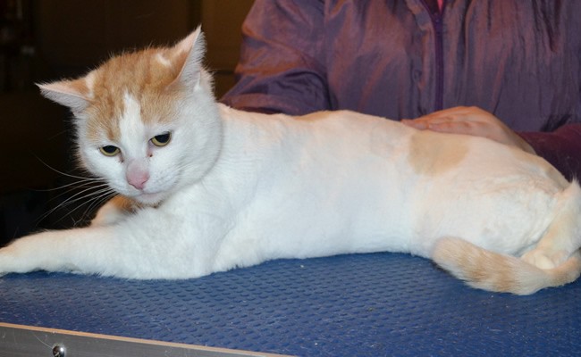 Molly is a Short hair Domestic. She had her matted fur shaved of, nails clipped and ears cleaned. — at Kylies Cat Grooming Services.