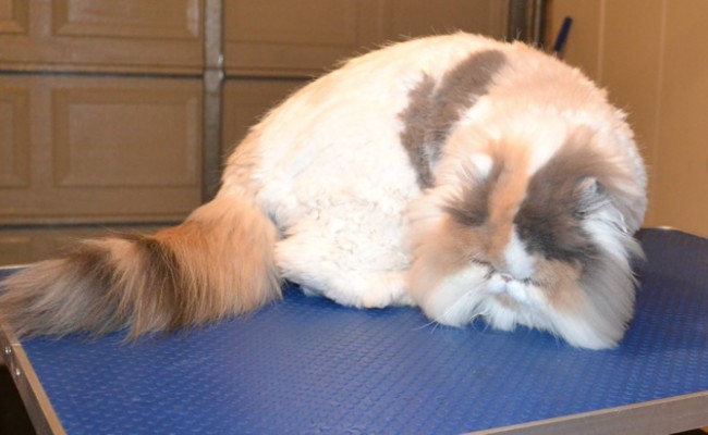 Dolly is a Persian. She had her matted fur shaved off, nails clipped, ears and eyes cleaned a wash n blow dry and a full set of Purple softpaw nail caps. — at Kylies Cat Grooming Services.