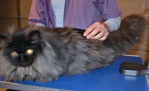 Teddy is a 8 month old Persian. He had his matted fur shaved off, nails clipped, ears and eyes cleaned and a wash n blow dry. — at Kylies Cat Grooming Services.