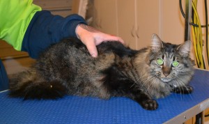 GT is a Medium hair Tabby. She had her fur shaved down, nails clipped, ears cleaned and a full set of Hot Pink Softpaw nail caps. — at Kylies Cat Grooming Services.