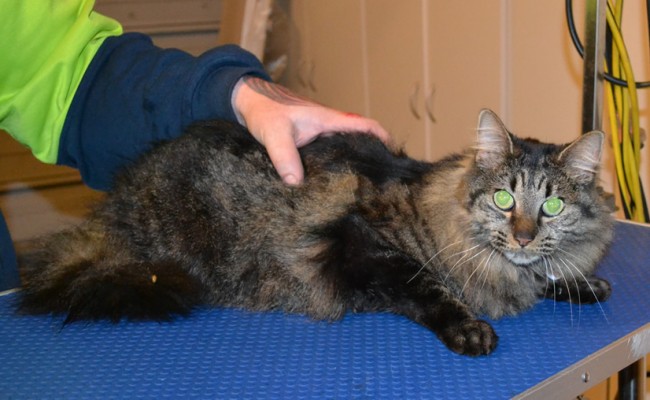 GT is a Medium hair Tabby. She had her fur shaved down, nails clipped, ears cleaned and a full set of Hot Pink Softpaw nail caps. — at Kylies Cat Grooming Services.
