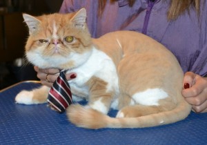 Peanut is a Exotic Short hair. He had his fur shaved off, nails clipped and ears and eyes cleaned. — at Kylies Cat Grooming Services.