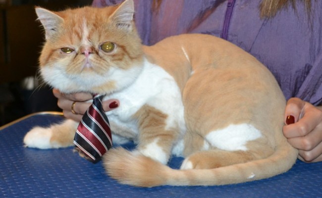 Peanut is a Exotic Short hair. He had his fur shaved off, nails clipped and ears and eyes cleaned. — at Kylies Cat Grooming Services.