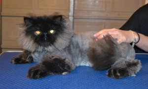 Teddy is a 8 month old Persian. He had his matted fur shaved off, nails clipped, ears and eyes cleaned and a wash n blow dry. — at Kylies Cat Grooming Services.