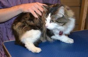 Newman is a Long hair Moggy. He had his fur shaved off, nails clipped and ears cleaned — at Kylies Cat Grooming Services.