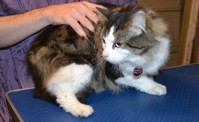 Newman is a Long hair Moggy. He had his fur shaved off, nails clipped and ears cleaned — at Kylies Cat Grooming Services.