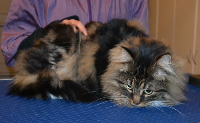Cooper is a Medium Hair Tabby. He had a full body comb clip, nails clipped, ears cleaned and a full set of Steel Grey Softpaw nails caps put on. — at Kylies Cat Grooming Services.
