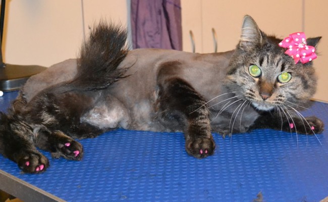 GT is a Medium hair Tabby. She had her fur shaved down, nails clipped, ears cleaned and a full set of Hot Pink Softpaw nail caps. — at Kylies Cat Grooming Services.