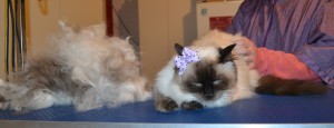 Baci the Ragdoll. She had her fur raked, nails clipped, her mats shaved off her belly with a belly and bum clip and her ears cleaned. — at Kylies Cat Grooming Services.