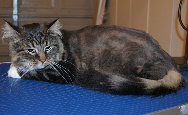 Cooper is a Medium Hair Tabby. He had a full body comb clip, nails clipped, ears cleaned and a full set of Steel Grey Softpaw nails caps put on. — at Kylies Cat Grooming Services.