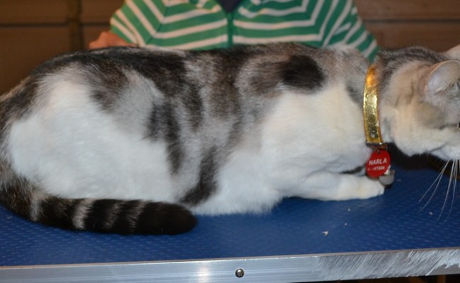 Narla is a Short Hair Domestic. She had her fur shaved off, nails clipped ears cleaned and Hot Pink Softpaw nail caps. — at Kylies Cat Grooming Services.