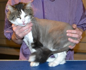 Newman is a Long hair Moggy. He had his fur shaved off, nails clipped and ears cleaned — at Kylies Cat Grooming Services.