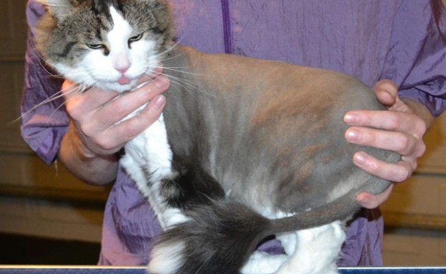 Newman is a Long hair Moggy. He had his fur shaved off, nails clipped and ears cleaned — at Kylies Cat Grooming Services.