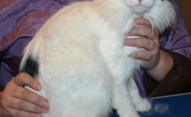 Lucia the Long Hair Domestic. She had her fur shaved off, nails clipped, ears cleaned and a full set of Hot pink Softpaw nail caps. — at Kylies Cat Grooming Services.