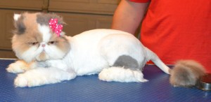 Dolly is a Persian. She had her matted fur shaved off, nails clipped, ears and eyes cleaned a wash n blow dry and a full set of Purple softpaw nail caps. — at Kylies Cat Grooming Services.