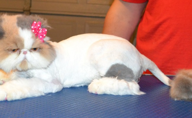 Dolly is a Persian. She had her matted fur shaved off, nails clipped, ears and eyes cleaned a wash n blow dry and a full set of Purple softpaw nail caps. — at Kylies Cat Grooming Services.